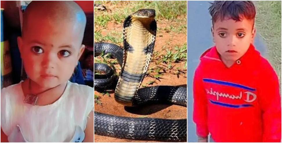 2 Children Died Due to Snake Bite: Brothers And Sisters Died Due To Snake Bite in Ramnagar