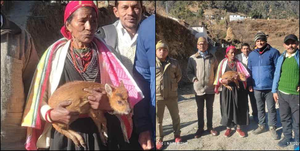 binduli baby deer: Binduli baby deer will live in Dehradun Malsi Deer Park