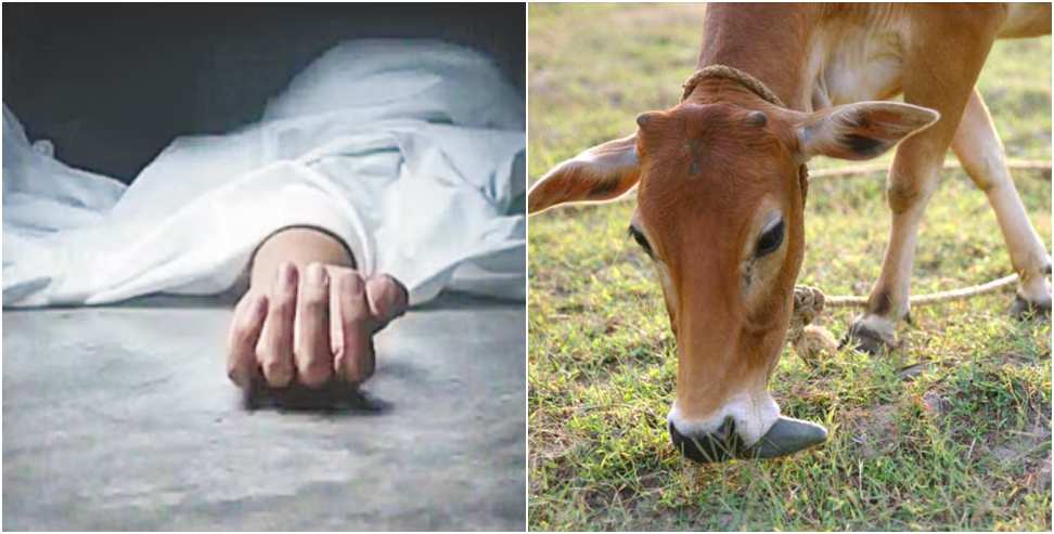 Teenager Commits Suicide: Teenager Commits Suicide Due To Shock Of Cow Death in Uttarakhand