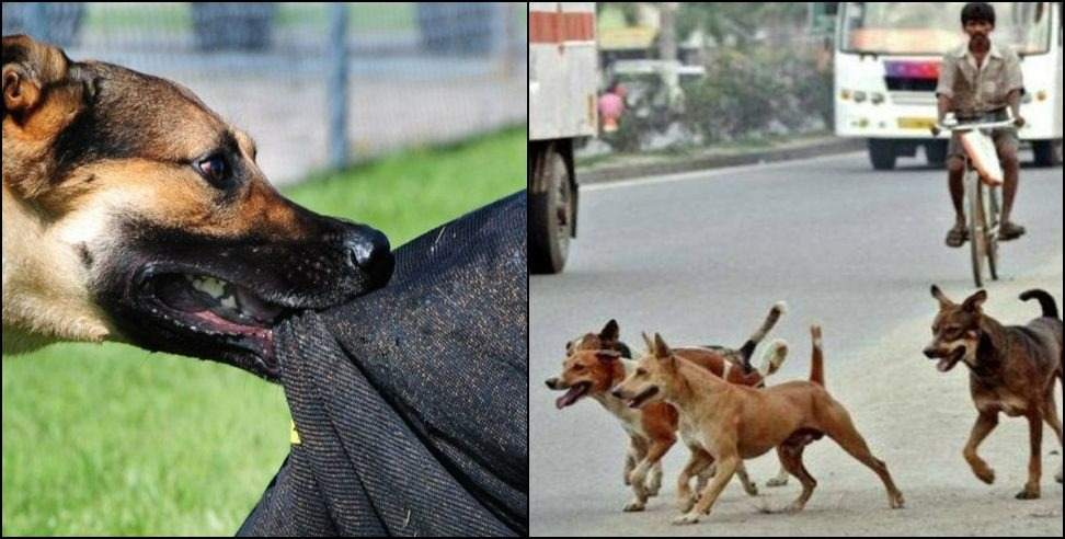 Dehradun Stray Dog Problem: stray dogs biting people in dehradun